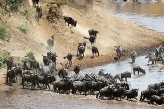Great Migration